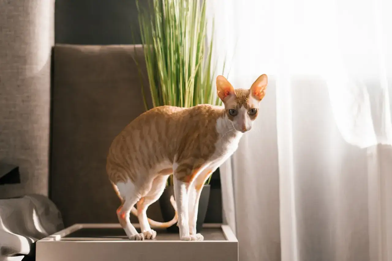 Un chat au pelage ondulé, un vrai chat qui perd pas ses poils, se tient sur un meuble près d'une plante verte.