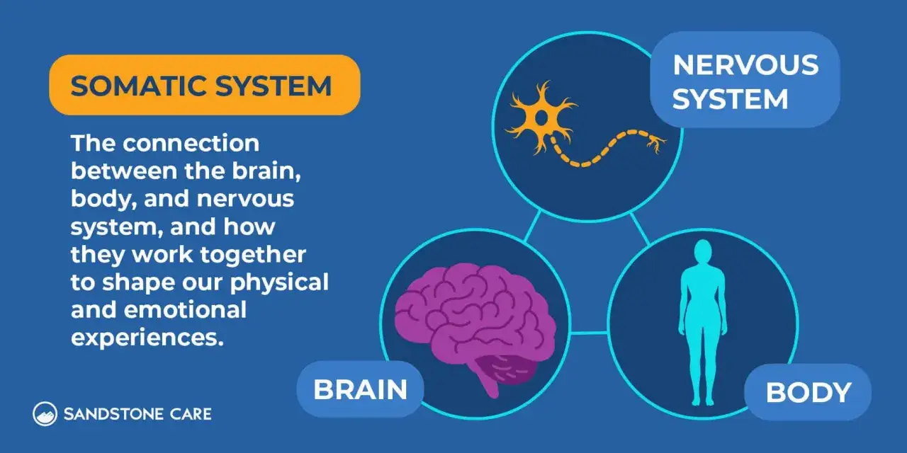 Diagram illustrating the somatic system, showing the interconnectedness of the brain, body, and nervous system. This visual aids understanding for somatic coaching certification.