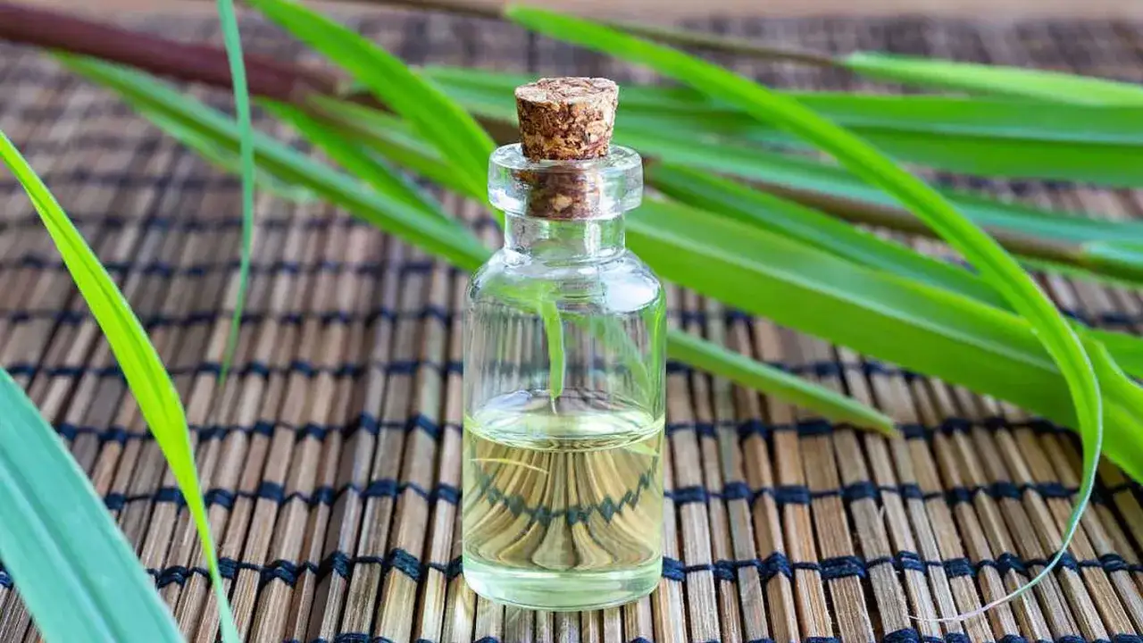 Aceite esencial de citronela en frasco de vidrio, rodeado de hojas verdes. Descubre qu&eacute; es la citronela y sus usos.