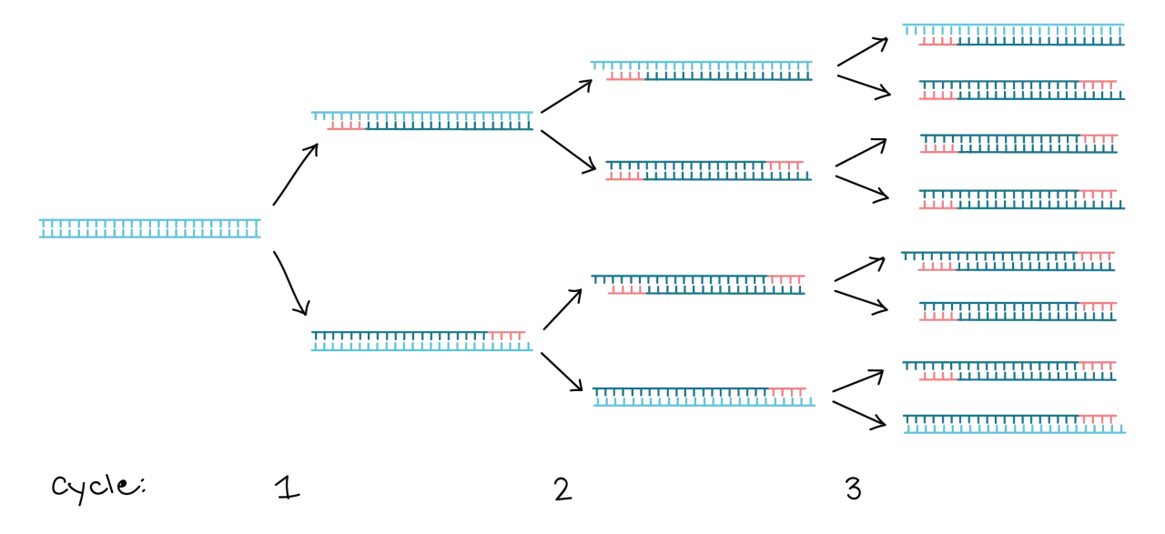 Ilustración del esquema PCR mostrando la amplificación exponencial de ADN a través de ciclos.