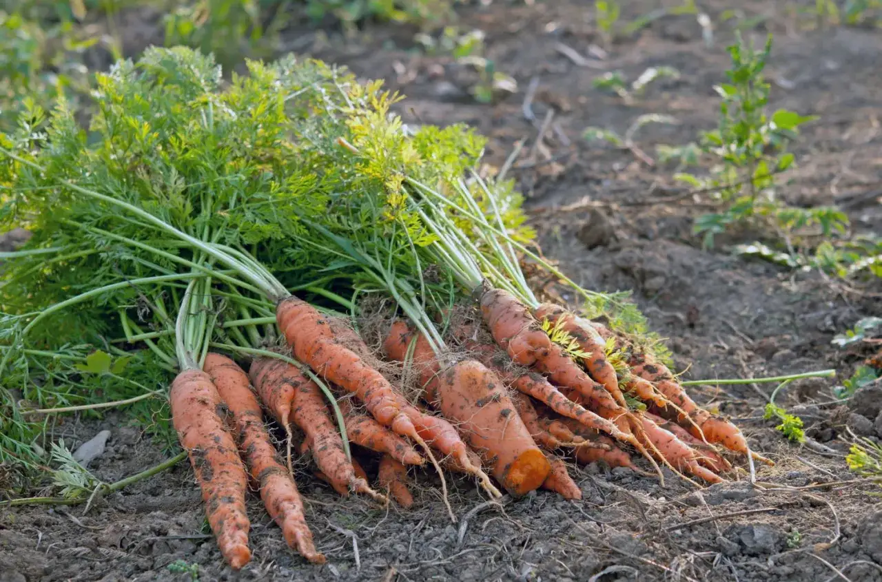 Un beau bouquet de carottes fraîchement récoltées, encore terreuses, avec leurs fanes vertes luxuriantes. Idéal pour savoir quand semer les carottes et profiter de ce légume racine.