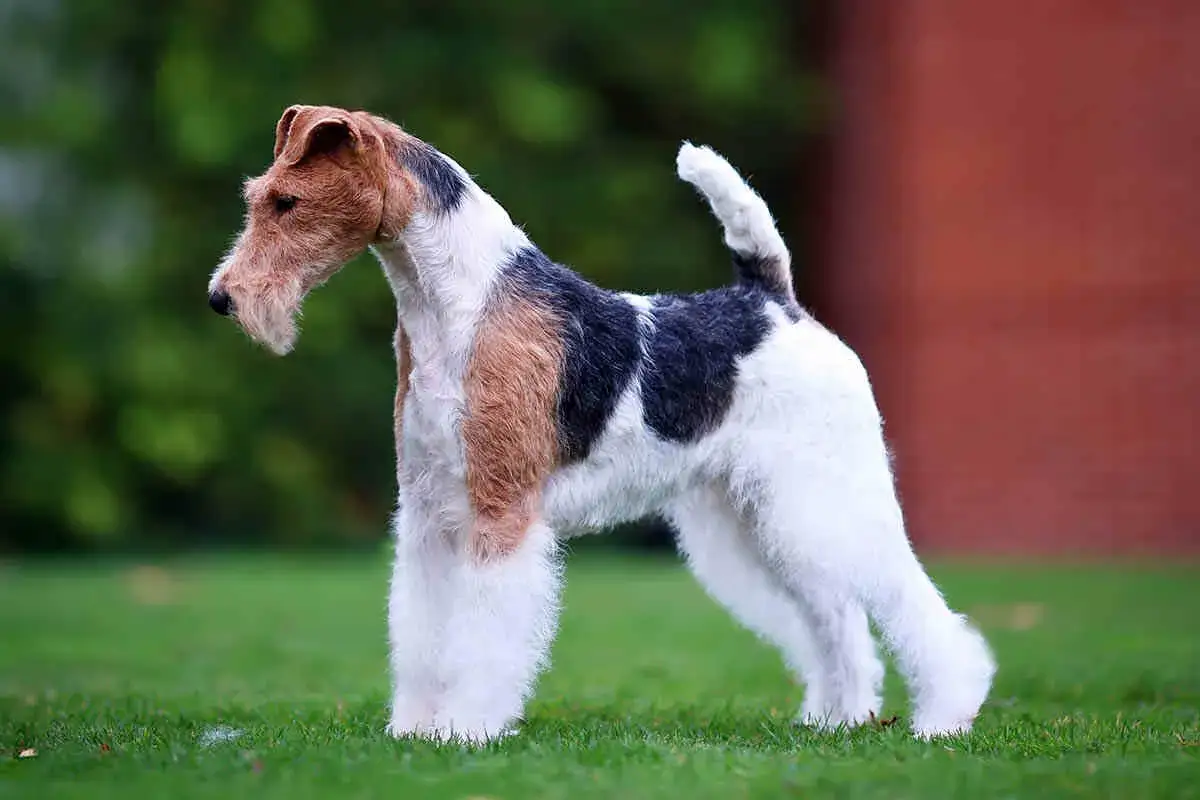 Elegancki fox terrier szorstkowłosy z charakterystycznym umaszczeniem i brodą stoi na trawie.