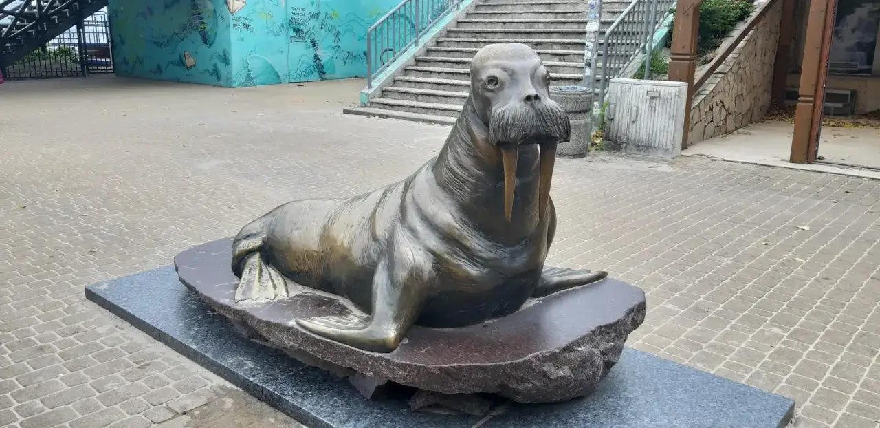 Mielno pomnik morsa, wiernie oddający jego wygląd, z charakterystycznymi kłami i wąsami, stoi na kamiennej podstawie.