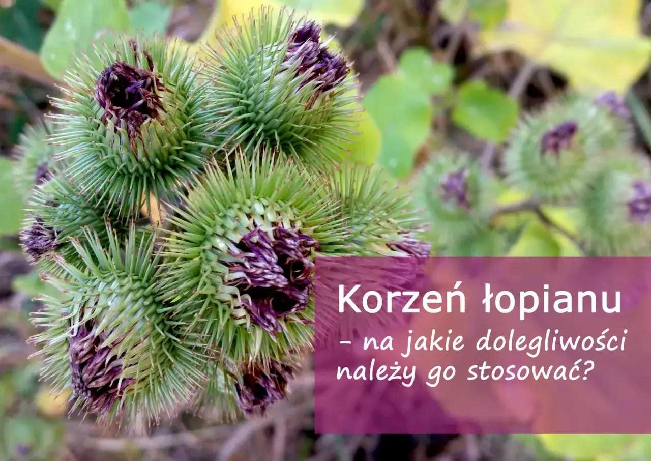 Chwasty z rzepami identyfikacja