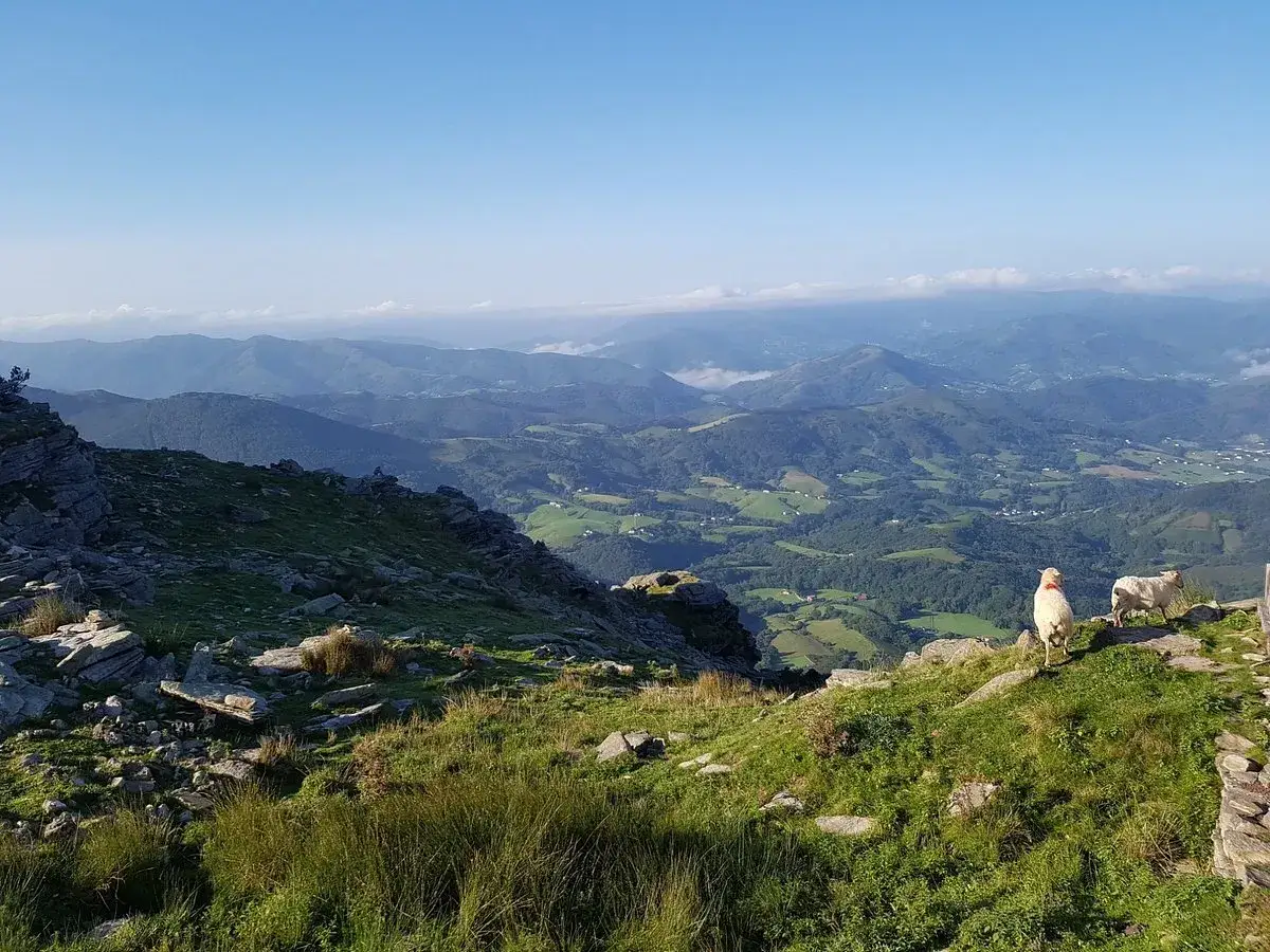 Schafe auf La Rhune genie&szlig;en den Ausblick auf gr&uuml;ne T&auml;ler und Berge.