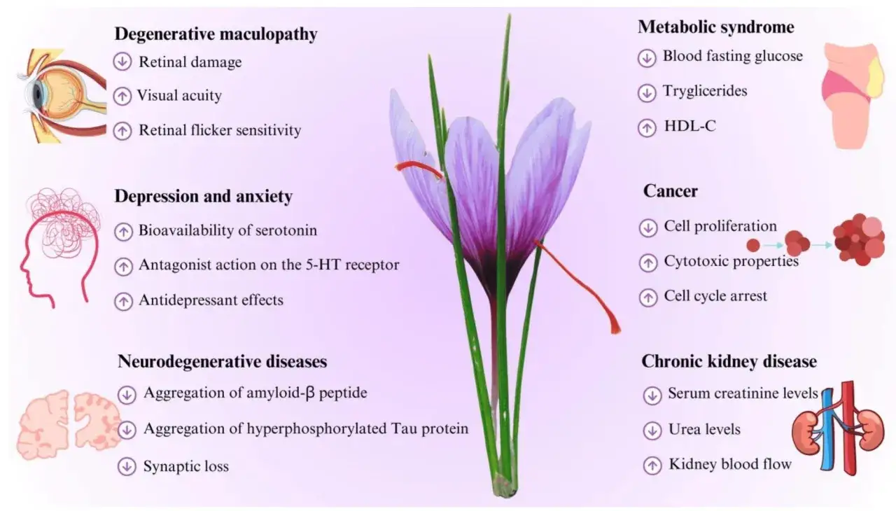 Fleur de safran et ses effets bénéfiques sur la santé : amélioration de l'humeur, protection oculaire, lutte contre le cancer, etc. Pas d'effets secondaires mentionnés.