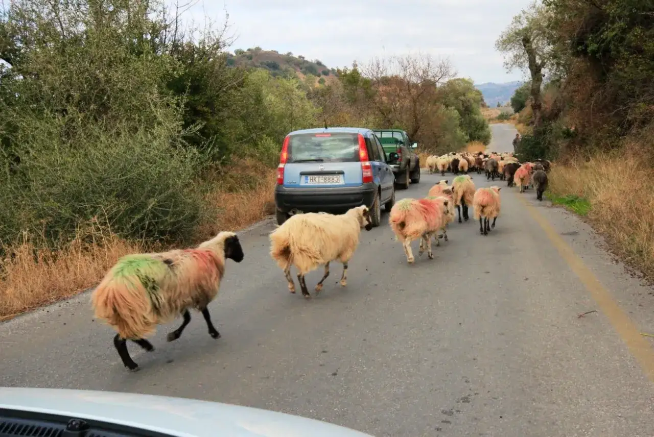 A flock of sheep blocks traffic on a Greek road. Do you need a car in Greece to navigate these rural encounters?