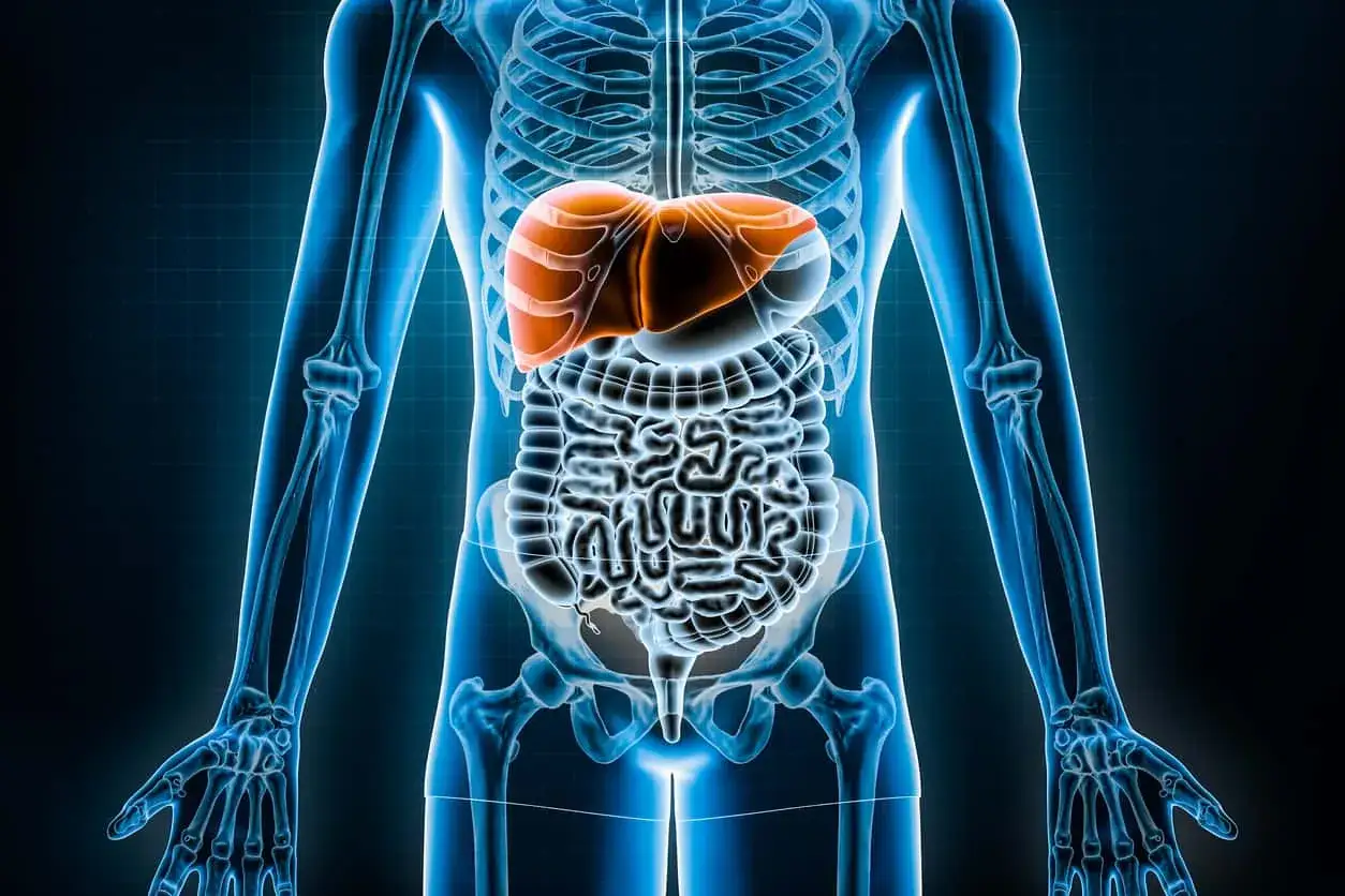 Anatomia człowieka z widoczną, pomarańczową wątrobą nad jelitami. Wątroba to kluczowy organ, który znajduje się w górnej prawej części brzucha.