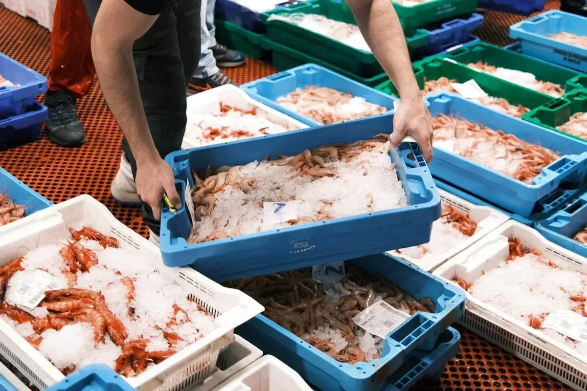 Cajas de mariscos frescos, gambas y langostinos, apiladas y cubiertas de hielo. Se respetan las vedas para garantizar la sostenibilidad.