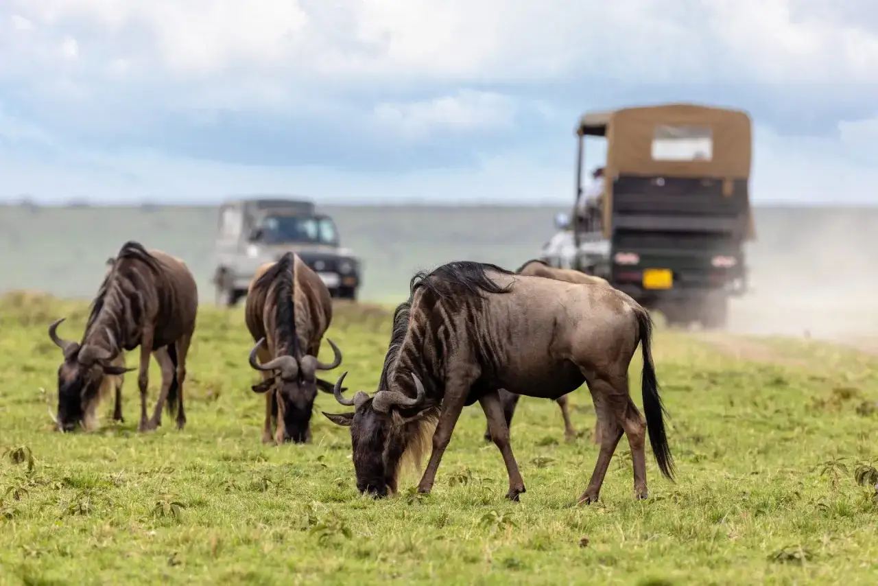 Stado gnu na sawannie, z tyłu samochody terenowe. Idealny czas na safari w Kenii to okres Wielkiej Migracji.