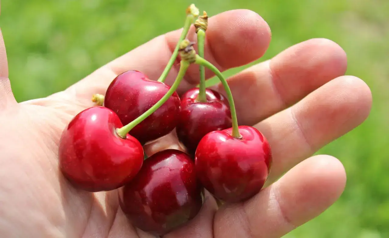 F&uuml;nf saftige Sauerkirschen liegen in einer Hand. Die Erntezeit ist da, und diese Fr&uuml;chte sind bereit, genossen zu werden.