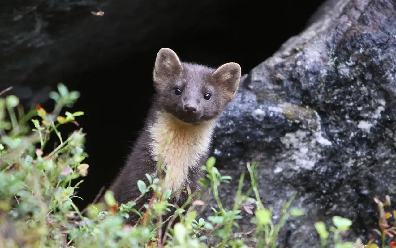 En m&aring;rdunge tittar fram ur en m&ouml;rk h&aring;la, omgiven av gr&ouml;nska. Dess m&ouml;rka p&auml;ls och ljusa bringa visar hur ser en m&aring;rd ut.