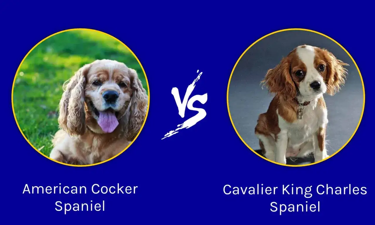 American Cocker Spaniel vs. Cavalier King Charles Spaniel. Dwa urocze psy, jeden wesoło dyszy na trawie, drugi siedzi z zaciekawieniem.