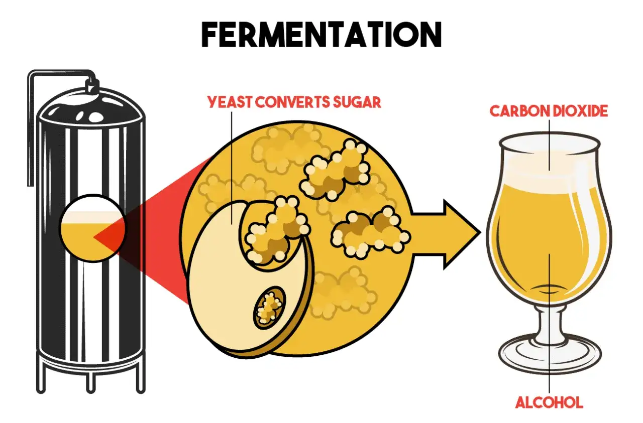 Le processus de fermentation : la levure transforme le sucre en alcool et dioxyde de carbone, cr&eacute;ant une bi&egrave;re p&eacute;tillante.