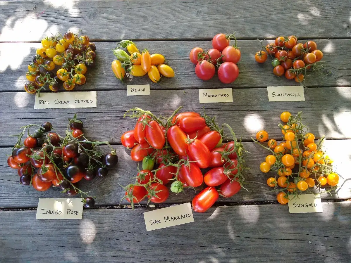 Variedad de tomates de distintos colores y tama&ntilde;os, desde los peque&ntilde;os Sungold hasta los grandes Momotaro. &iexcl;Parecen el mejor tomate del mundo!