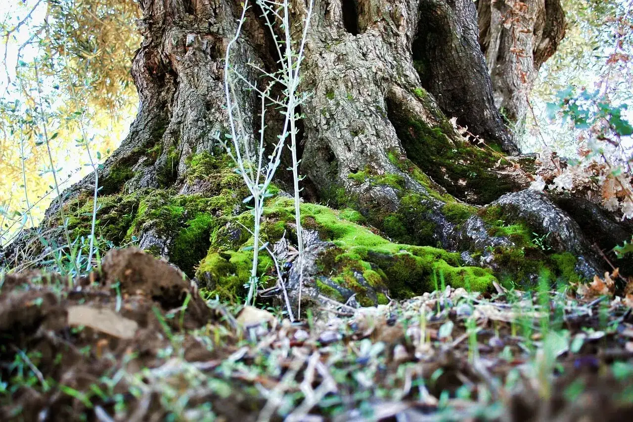 Radici di un antico tronco ulivo ricoperte di muschio verde brillante.