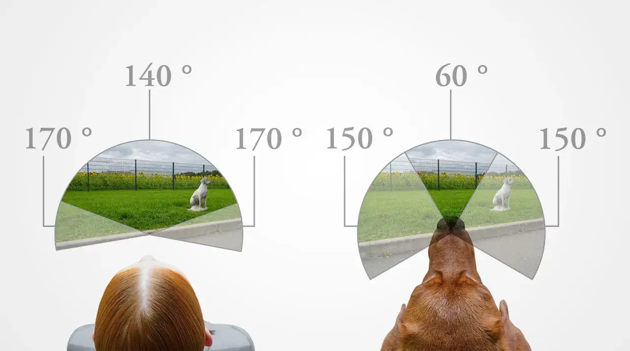 Vergleich, wie sehen Hunde: Ein Mensch (170&deg;) und ein Hund (150&deg;/60&deg;) mit unterschiedlichem Sichtfeld.