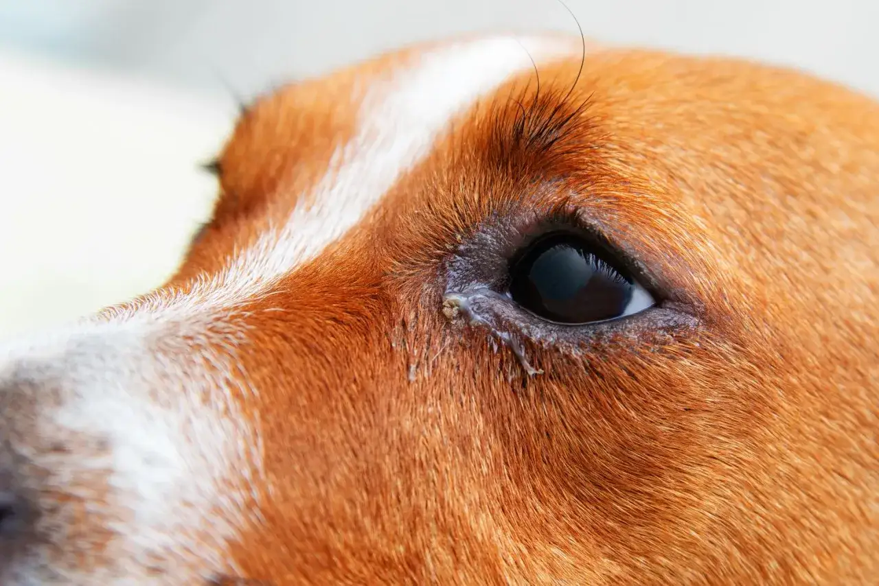 Primer plano del ojo de un perro con secreción. Buscando remedios caseros para mi perro con un ojo cerrado y lloroso.