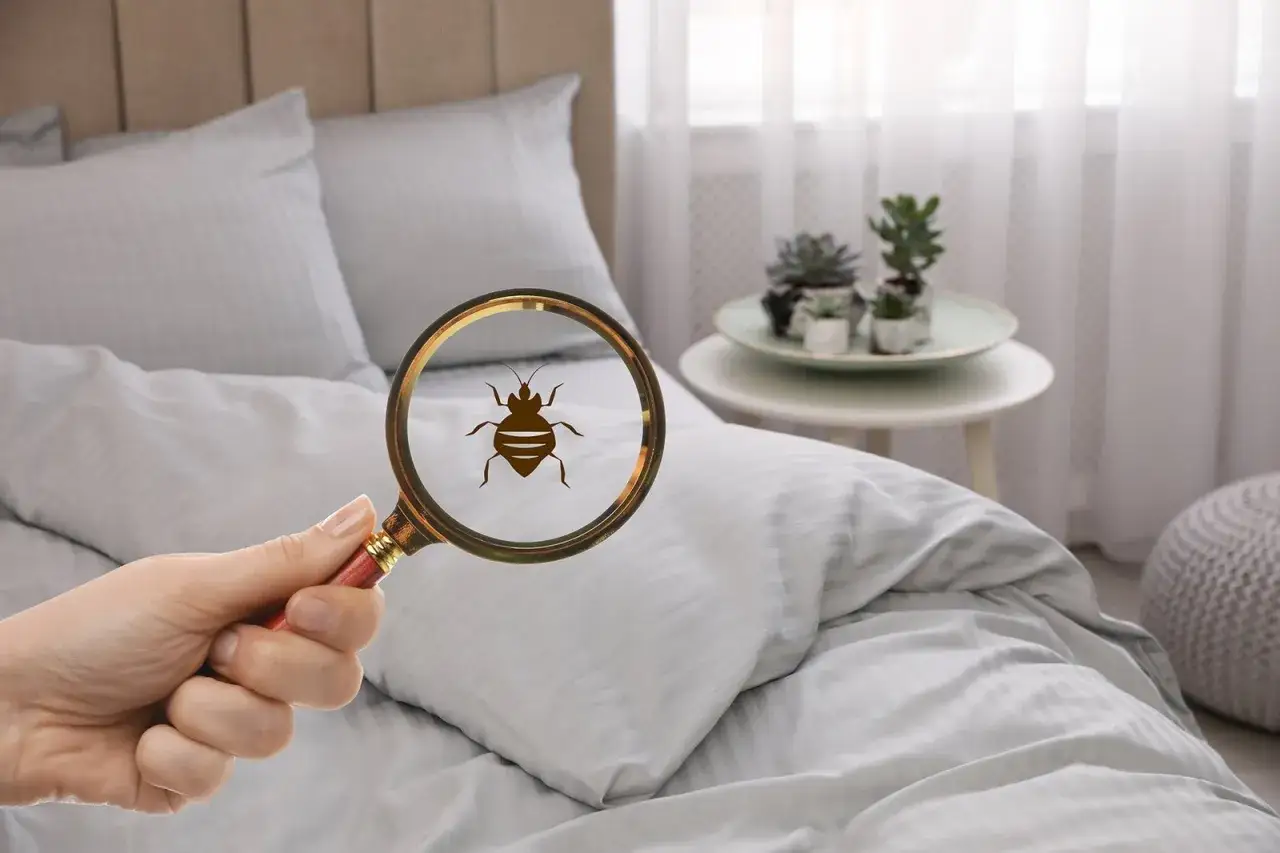 Una lupa revela la silueta de chinches de cama sobre una cama limpia.
