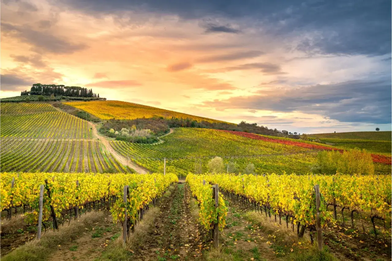 Vigneti dorati e rossi si estendono sulle colline della regione del Chianti, sotto un cielo drammatico al tramonto.