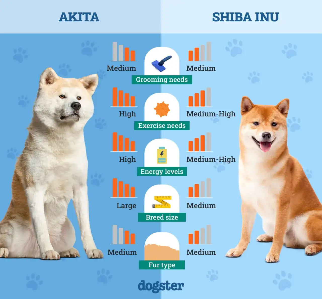 Por&oacute;wnanie wielkości Akita Inu i Shiba Inu