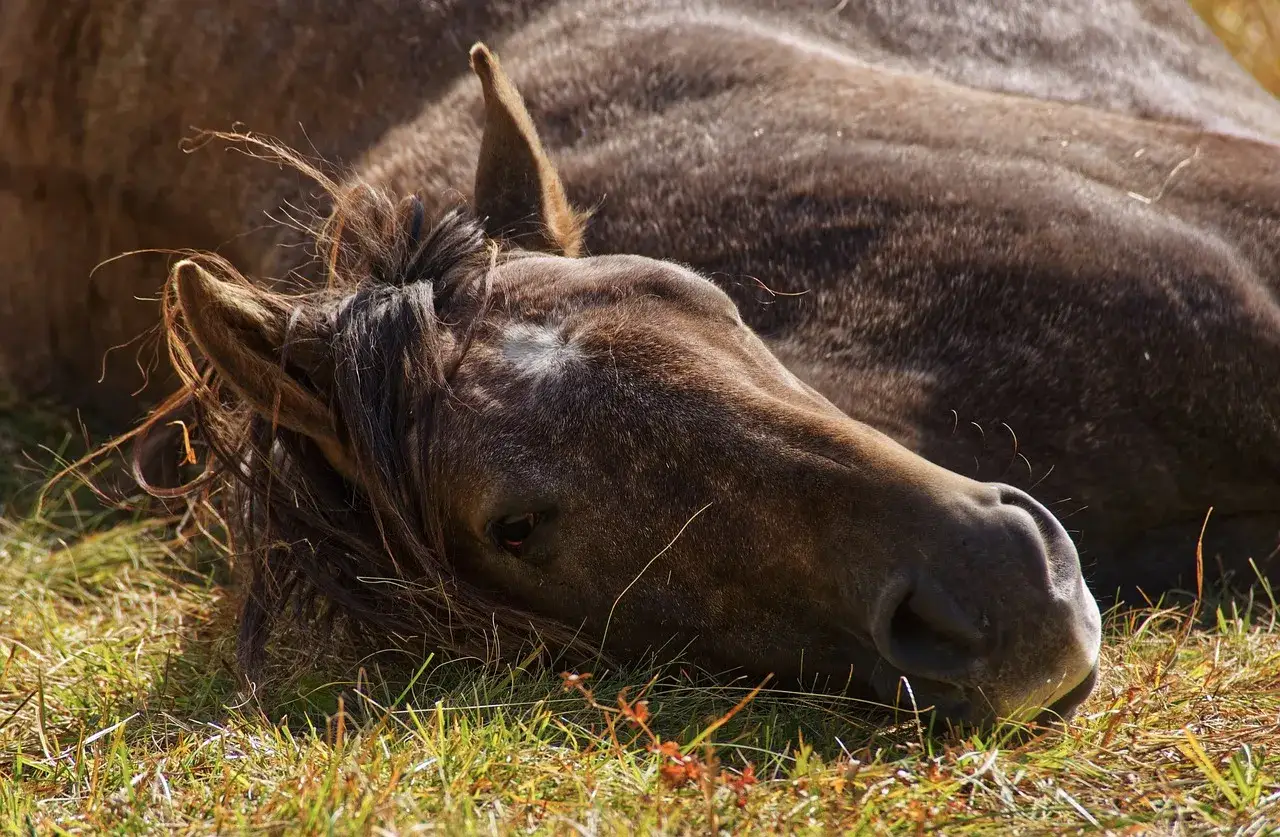 Ein Pferd liegt im Gras, die Mähne fällt ins Gesicht. Mögliche Schlaganfall Pferd Symptome könnten hier beobachtet werden, wie ungewöhnliche Ruhe.