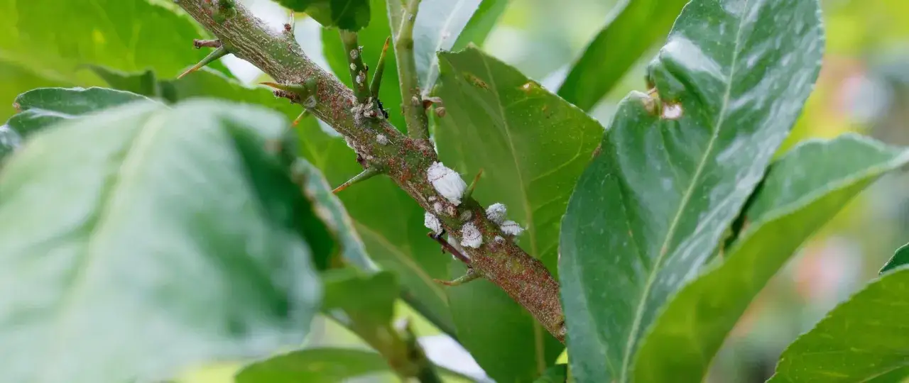 Ramo spinoso di un agrume con **la cocciniglia** bianca e cotonosa che si nutre della linfa.