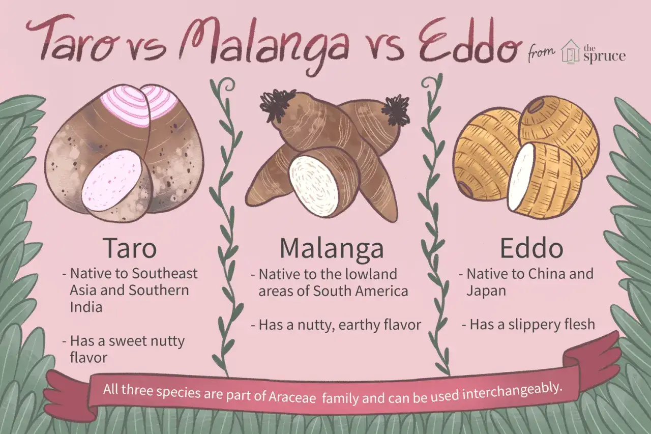 Illustration visar taro, malanga och eddo. Malanga, med andra namn, har en nötaktig, jordig smak och kommer från Sydamerika.