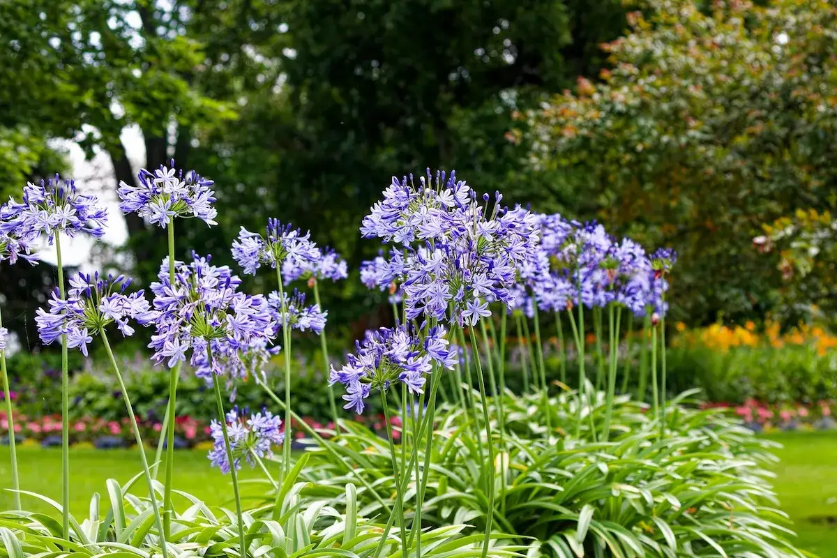 Magnifique agapanthe en pleine floraison, ses ombelles bleues éclatantes se dressent fièrement dans un jardin verdoyant.