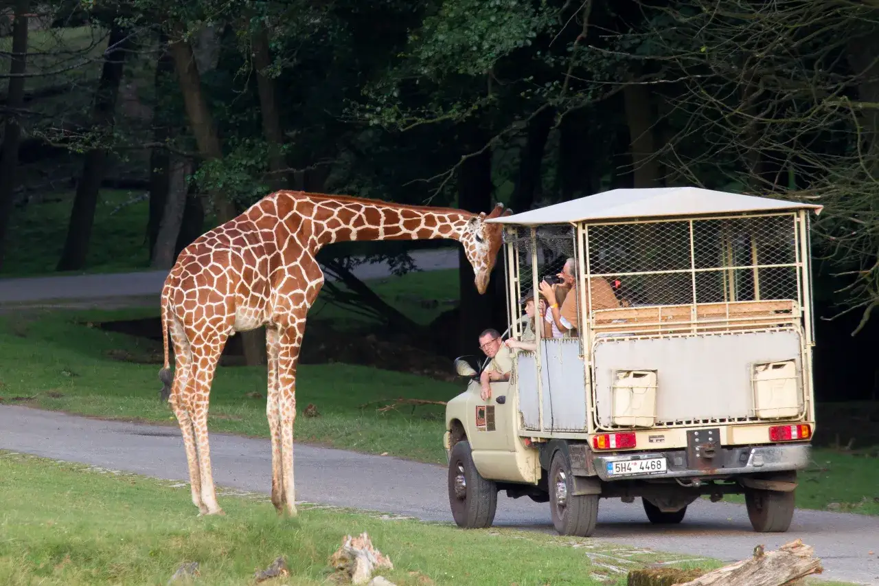 ZOO Safari Dvůr Kr&aacute;lov&eacute;