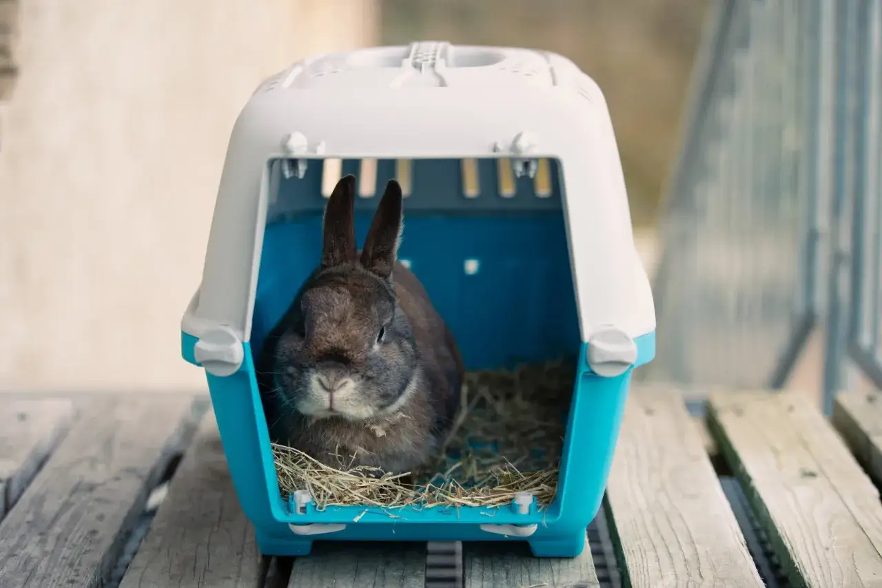 różne typy transporterów dla królika