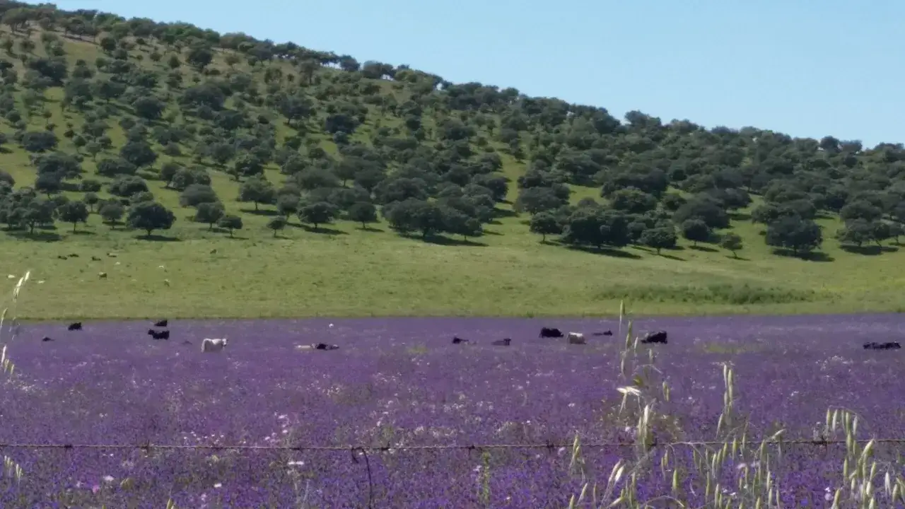 Vacas pastando en un campo de flores moradas, con colinas cubiertas de &aacute;rboles al fondo. Una escena id&iacute;lica de la dehesa experiences.