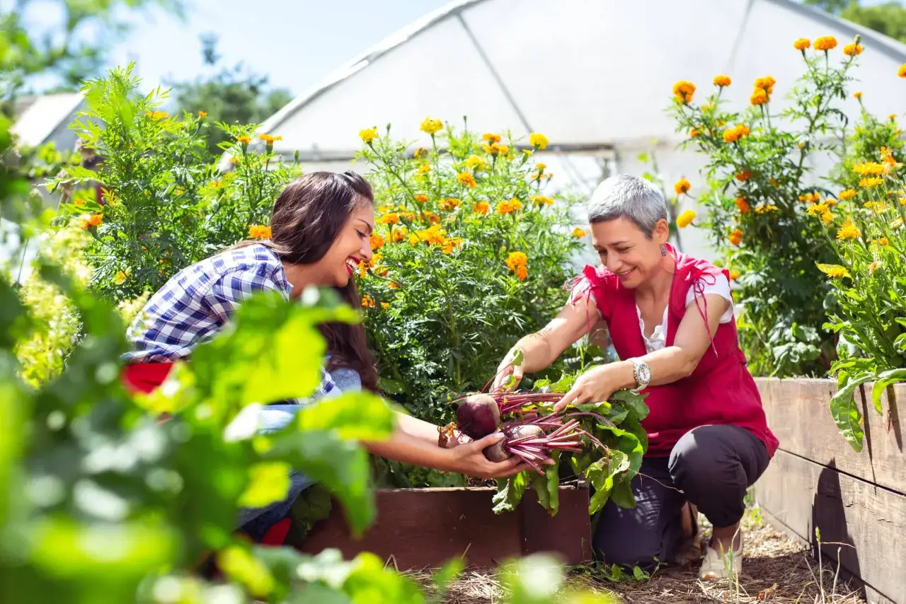 Deux femmes récoltent des betteraves dans un potager fleuri. Idéal pour savoir quoi semer en août-septembre.