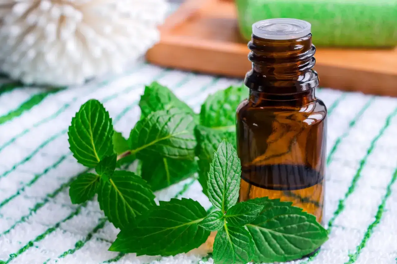 Flacon d'huile essentielle de menthe poivr&eacute;e &agrave; c&ocirc;t&eacute; de feuilles fra&icirc;ches. Attention, la menthe poivr&eacute;e danger si mal utilis&eacute;e.