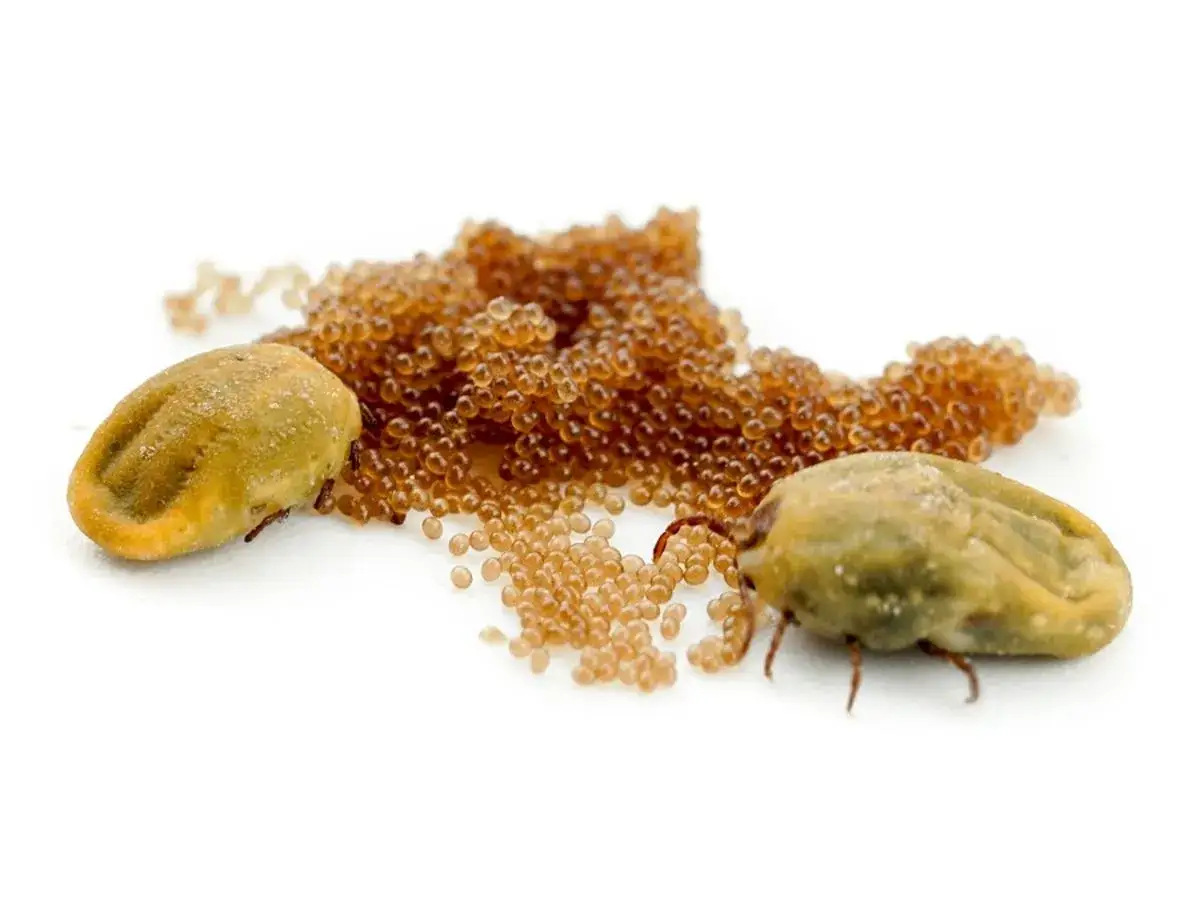Dos garrapatas junto a un montón de sus huevos. Estos parásitos son una amenaza para los perros, transmitiendo enfermedades.