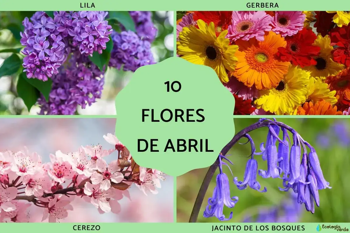 Cuatro im&aacute;genes de flores: lilas moradas, gerberas de colores, cerezo en flor y jacintos de los bosques. El centro muestra 