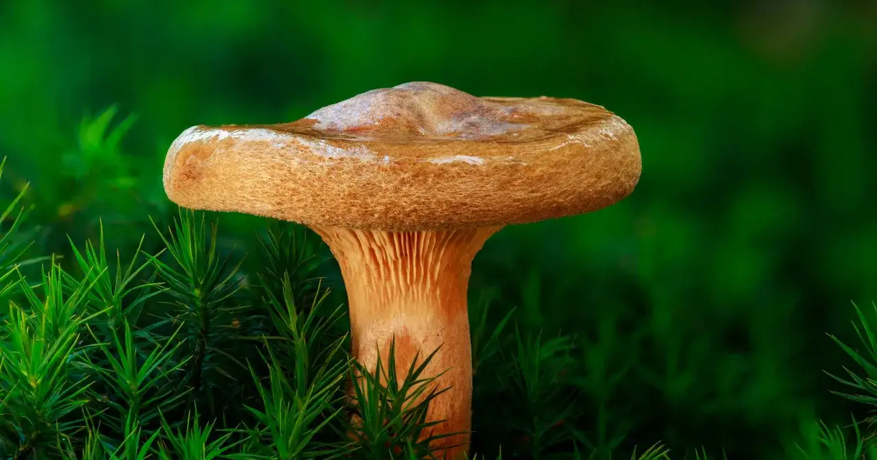 Olszowka grzyb z mokrym kapeluszem, otoczona zielonym mchem.