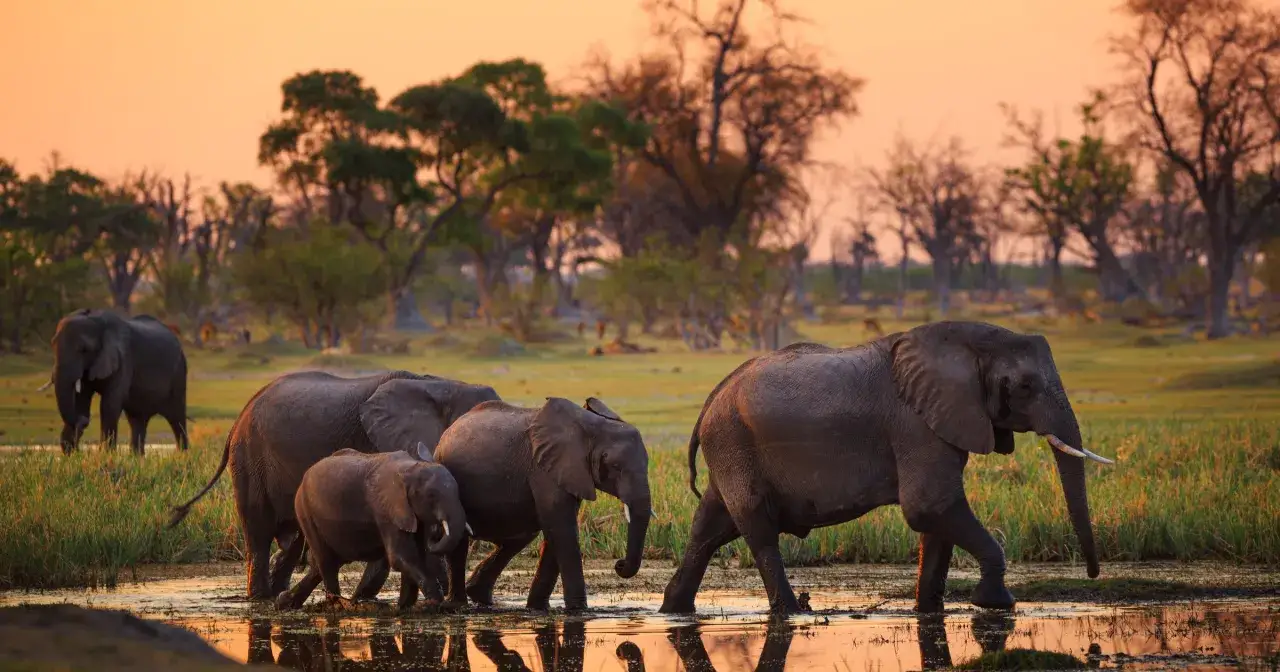 Stado słoni przemierza wodę o zachodzie słońca. Niezapomniane wrażenia z botswana wycieczki.
