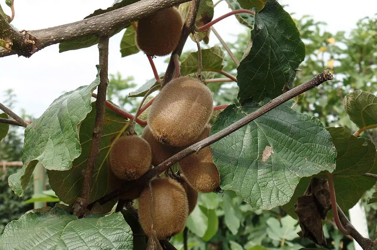 Kiwi maturi pendono dai rami, pronti per essere raccolti. Le foglie verdi e i frutti pelosi creano un'immagine tipica di quando si raccolgono i kiwi.