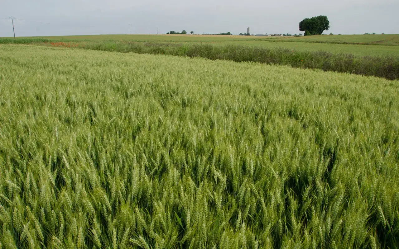 Champ de blé verdoyant, peut-être pour illustrer la différence entre blé d'hiver et blé de printemps. Au loin, un arbre solitaire et des bâtiments agricoles.