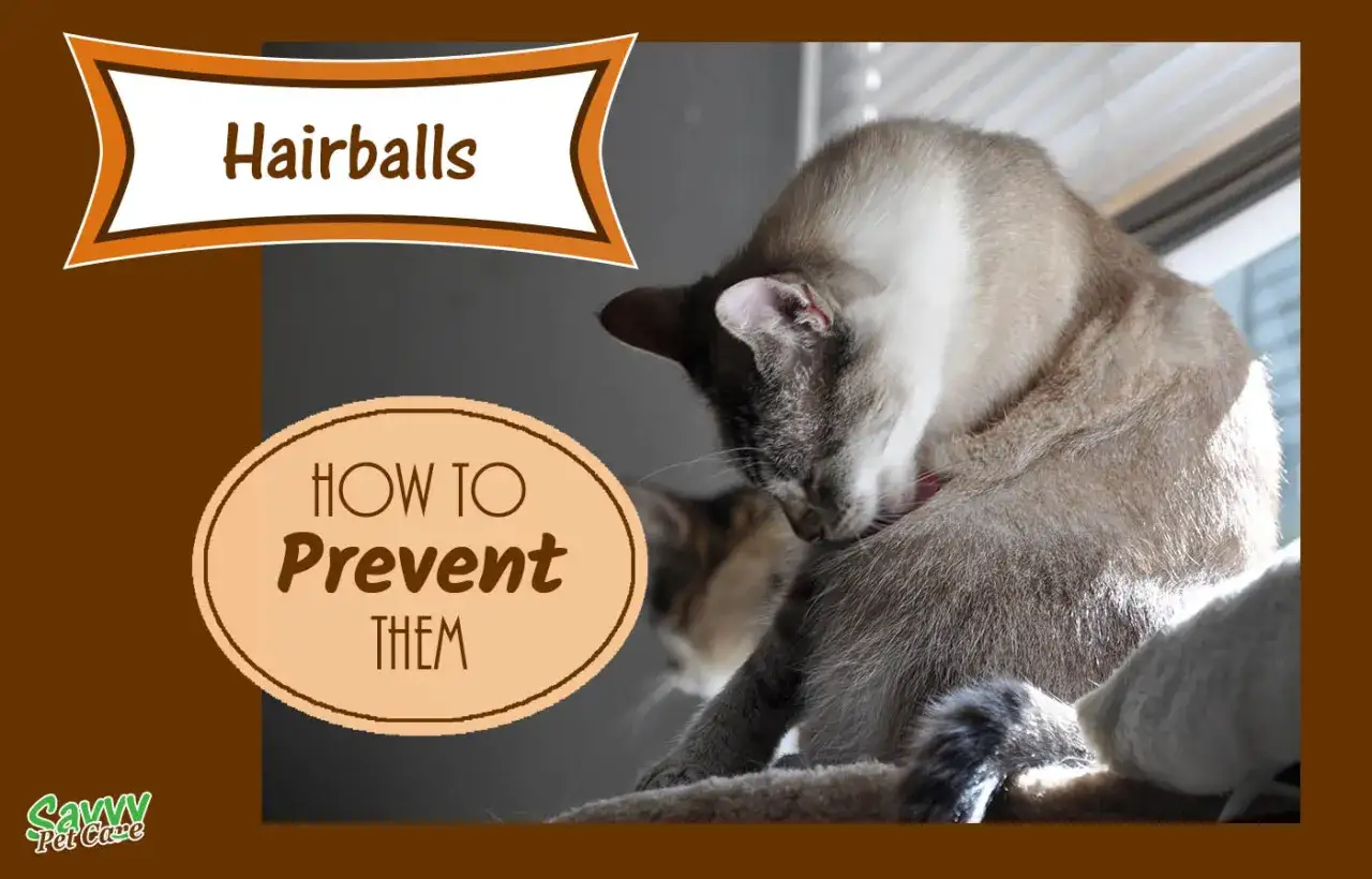 Gatos lamiéndose, un consejo para prevenir bolas de pelo.