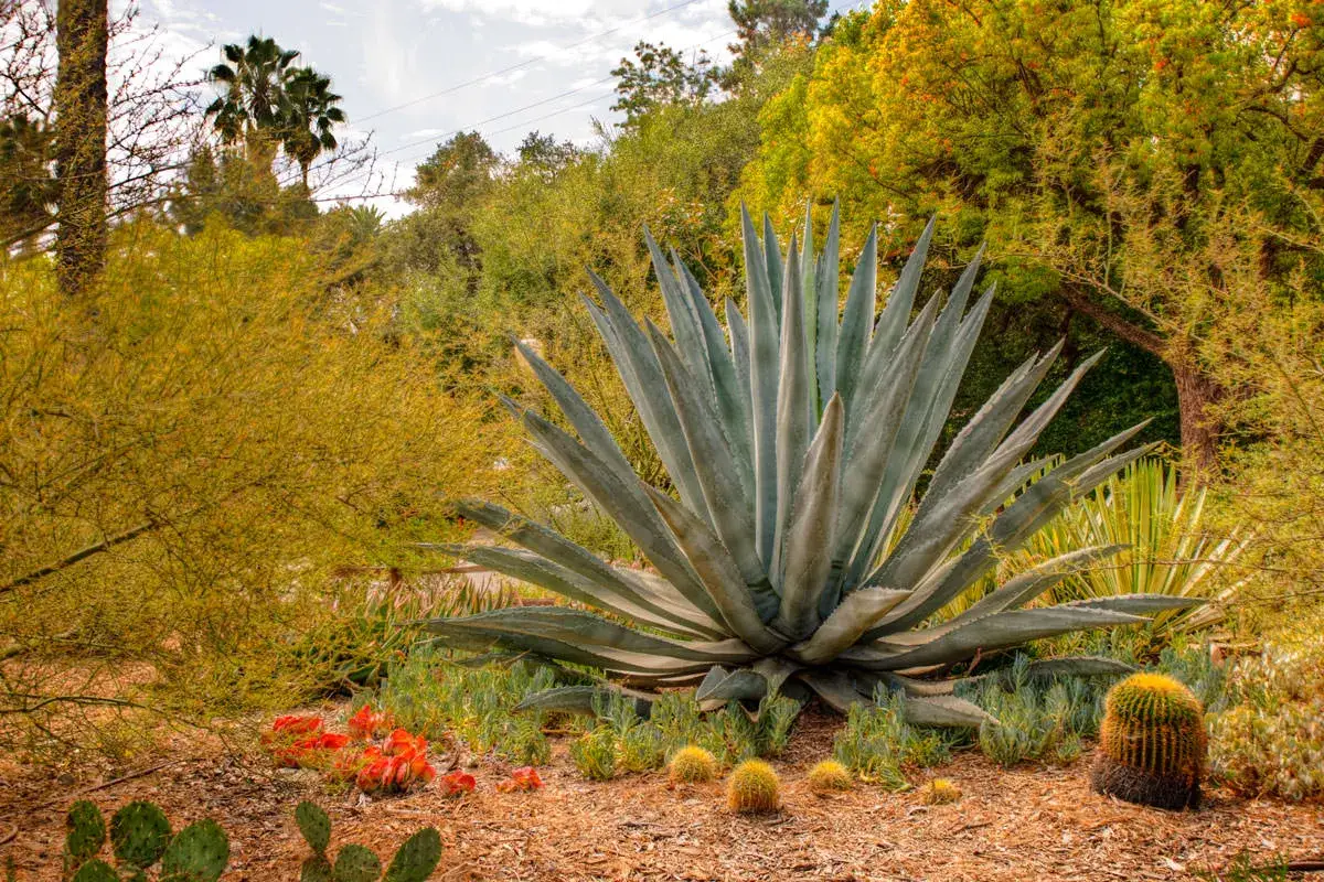 Un'imponente agave varietà domina il paesaggio desertico, circondata da cactus e vegetazione lussureggiante.
