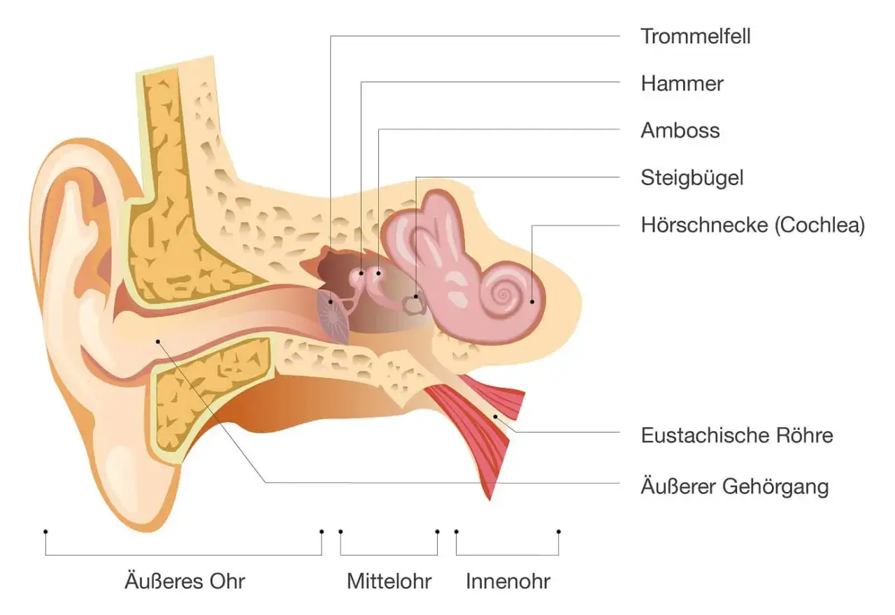 Schnitt durch das Ohr mit Beschriftung: Trommelfell, Hammer, Amboss, Steigb&uuml;gel, H&ouml;rschnecke, Eustachische R&ouml;hre und Geh&ouml;rgang.