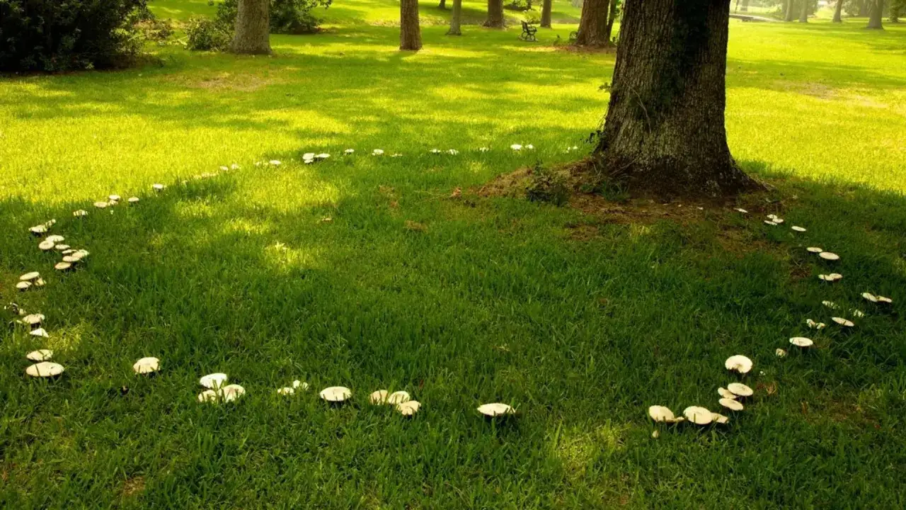 Grzyby na trawniku tworzą magiczny krąg wokół pnia drzewa.