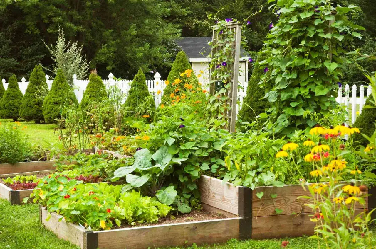 A lush raised garden bed shows how to grow vegetables like lettuce, tomatoes, and beans, with colorful flowers adding beauty.