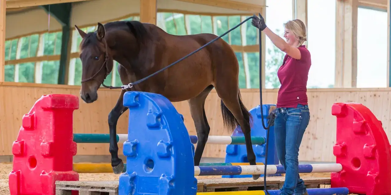 Frau trainiert braunes Pferd mit Longe über Cavaletti. Ein Teil des fohlen trainingsplan wird hier umgesetzt.
