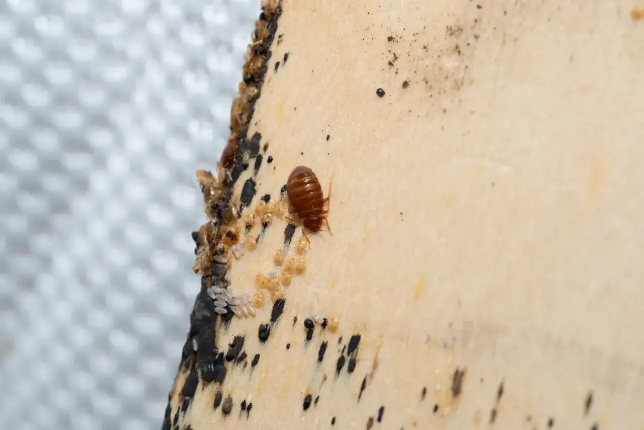 Sekrety walki z insektami w blokach: pluskwy i ich jaja na drewnie. Dezynsekcja jednego mieszkania nie działa, bo szkodniki migrują.