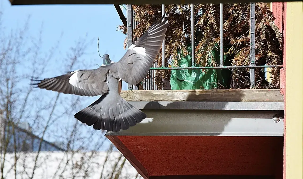 Gołębie szykują się do lęgów, jeden z nich właśnie przylatuje na balkon, gdzie prawdopodobnie kiedy gołębie składają jaja.