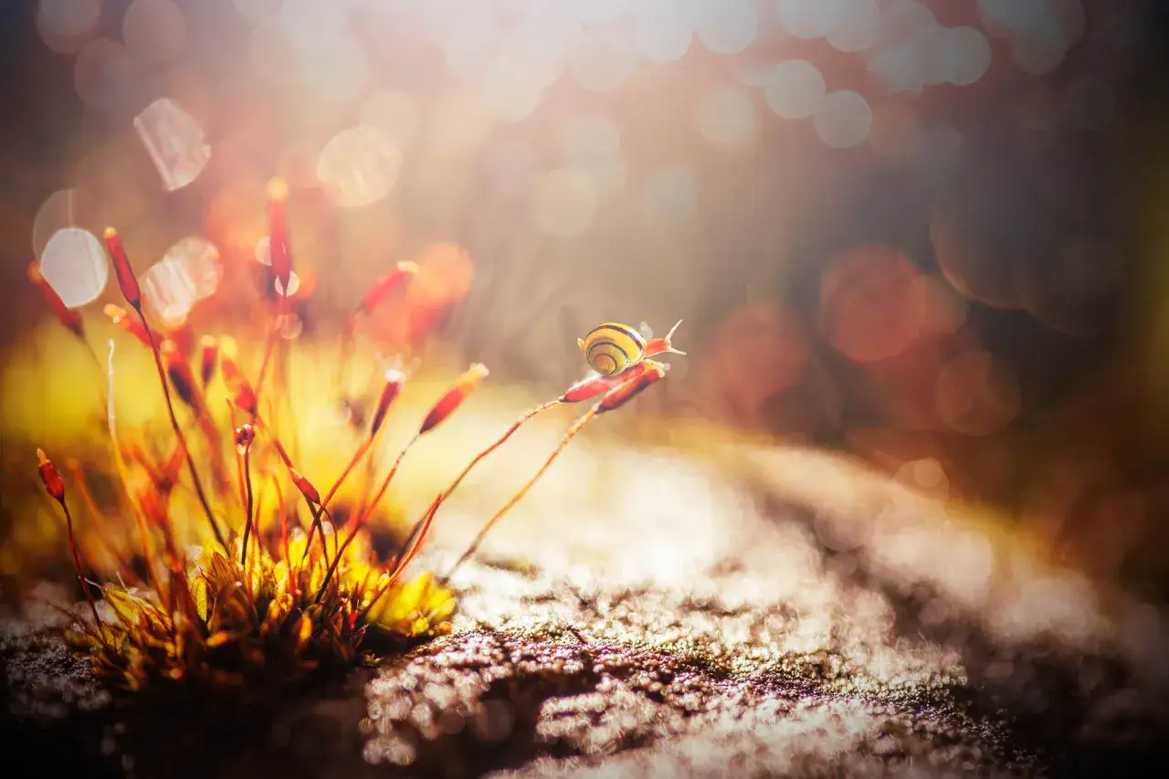 Mały ślimak wspina się po łodyżce mchu, otoczony magicznym **bokeh** światła.