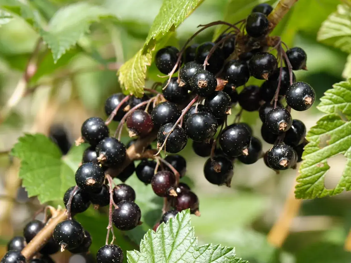 Grappe de cassis mûrs sur une branche, évoquant les nombreux cassis bienfaits pour la santé.
